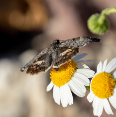 Chiomara georgina pelagica