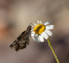 Chiomara georgina pelagica