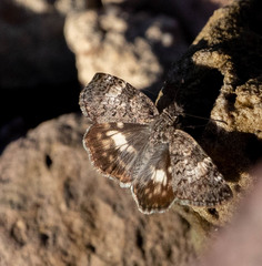 Chiomara georgina pelagica