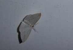 Orthoclydon praefectata