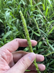 Hymenachne amplexicaulis