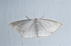 Orthoclydon praefectata