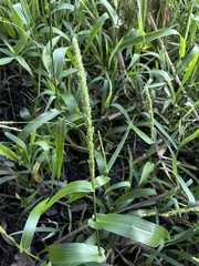 Hymenachne amplexicaulis