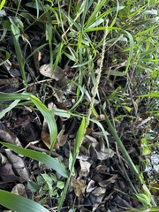 Hymenachne amplexicaulis