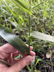 Hymenachne amplexicaulis