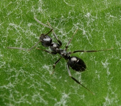 Prolasius