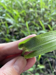 Hymenachne amplexicaulis