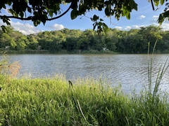 Hymenachne amplexicaulis