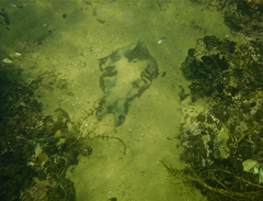 Trygonoptera imitata