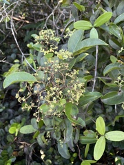 Hippocratea volubilis