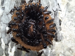 Lestrimelitta niitkib