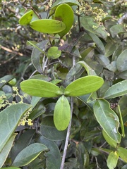 Hippocratea volubilis