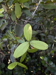 Hippocratea volubilis