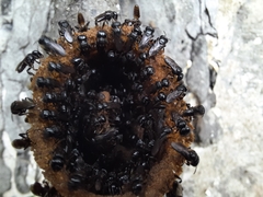 Lestrimelitta niitkib