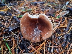 Lactarius kauffmanii