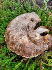 Catathelasma