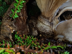 Catathelasma