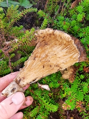Catathelasma