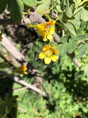 Tropaeolum ciliatum