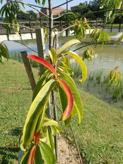 Garcinia atroviridis