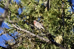 Haemorhous mexicanus