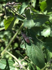 Leptoglossus chilensis