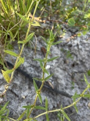 Hexasepalum apiculatum