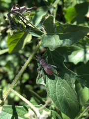 Leptoglossus chilensis
