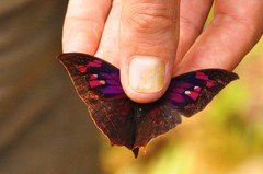 Fountainea centaurus