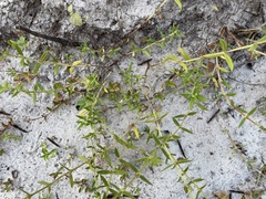 Hexasepalum apiculatum