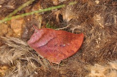 Fountainea centaurus