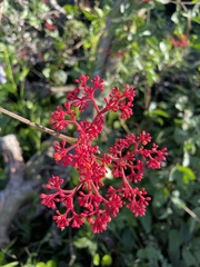 Cissus erosa