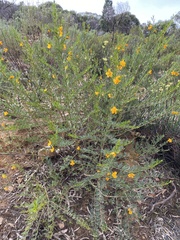 Petalostylis labicheoides