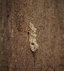Lysiphragma epixyla