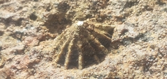 Siphonaria gigas