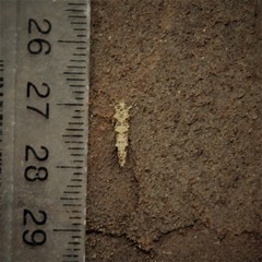 Lysiphragma epixyla