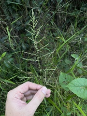 Steinchisma laxum
