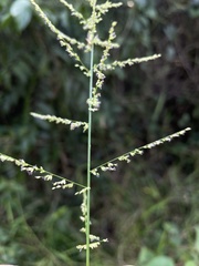 Steinchisma laxum
