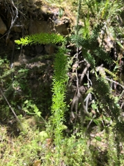 Colletia ulicina