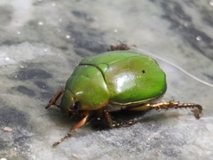 Anomala albopilosa