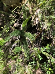 Colletia ulicina