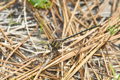 Phanogomphus oklahomensis