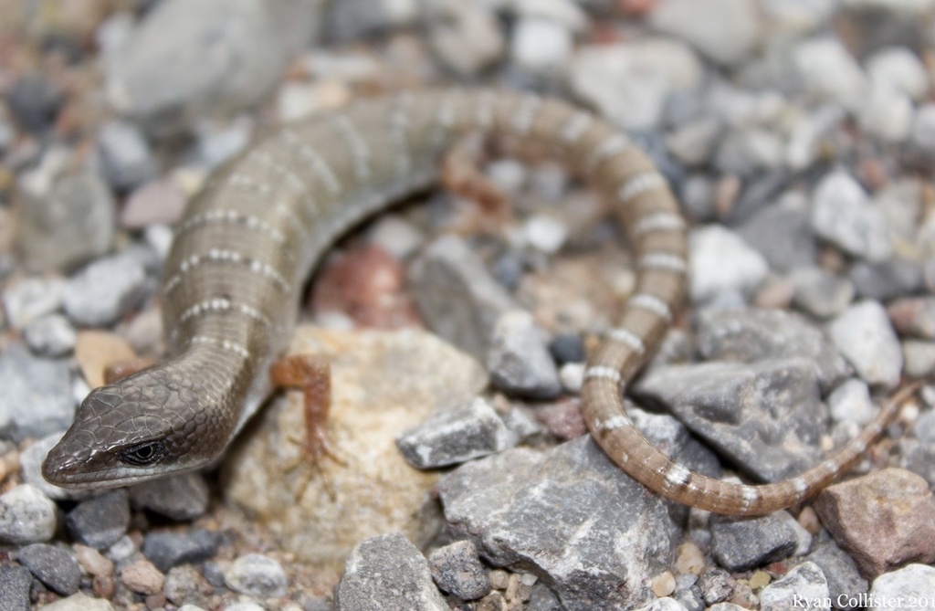 Lugo's Alligator Lizard