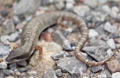 Gerrhonotus lugoi