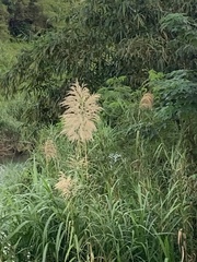 Phragmites vallatoria