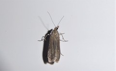 Eudonia atmogramma