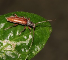 Ceresium sinicum ornaticolle