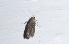 Eudonia atmogramma