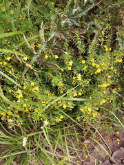 Scoparia montevidensis