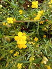 Scoparia montevidensis